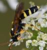 Ichneumon sarcitorius